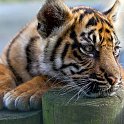 slides/IMG_9904.jpg sumatran, tiger, cub, wildlife, feline, big cat, cat, predator, fur, marking, stripe, eye WBCW114 - Sumatran Tiger Cub